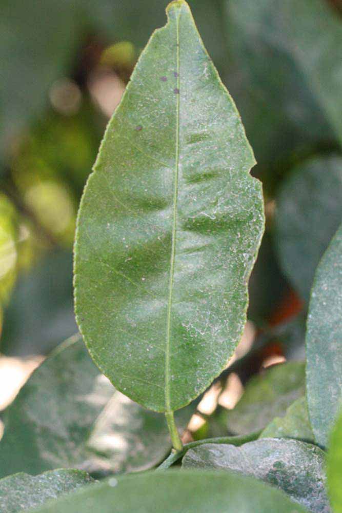            Unifoliolate leaf (Riverside, CA)   